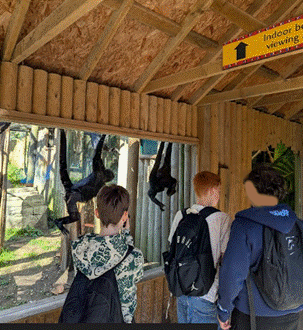 Students observing monkey enclosure