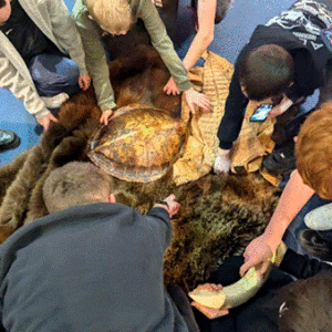 Students interacting with turtles