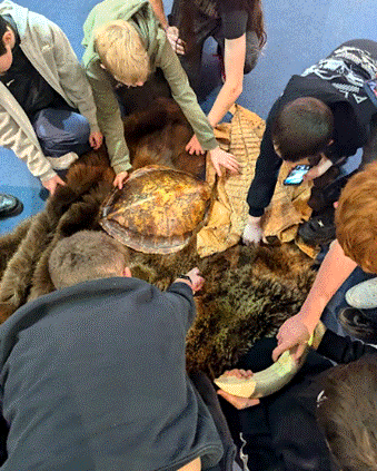 Students interacting with turtles